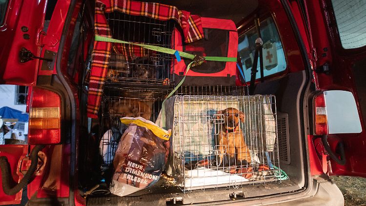 Hunde, die aus der Ukraine gerettet wurden, nahe der polnisch-ukrainischen Grenze in einem Transporter.