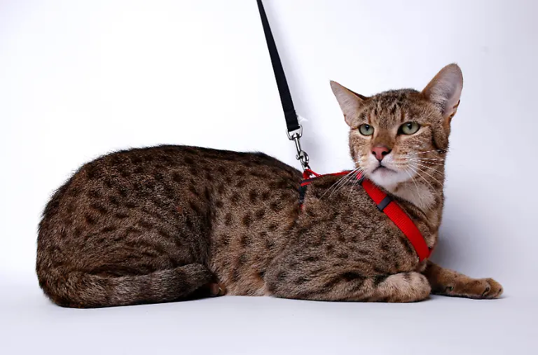 2007-12-05T120000Z-1868230916-GM1DWTBGCNAA-RTRMADP-3-CAT-ASHERA