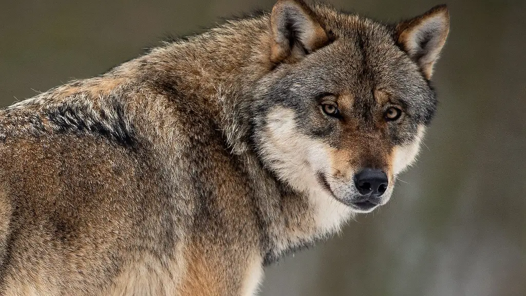 Nach-ersten-Zahlen-des-aktuellen-Wolfsmonitorings-leben-derzeit-18-Rudel-in-MV