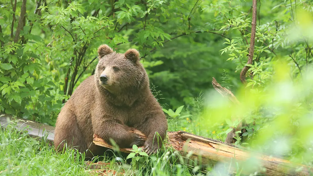 brunos-halbschwester-isa