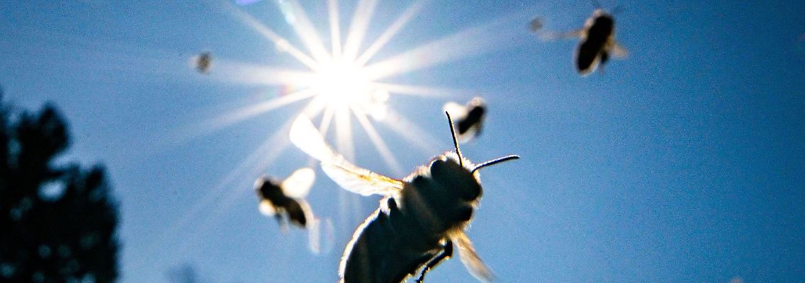 Bienen kehren bei strahlendem Sonnenschein und blauem Himmel zu ihrem Stock zurück.