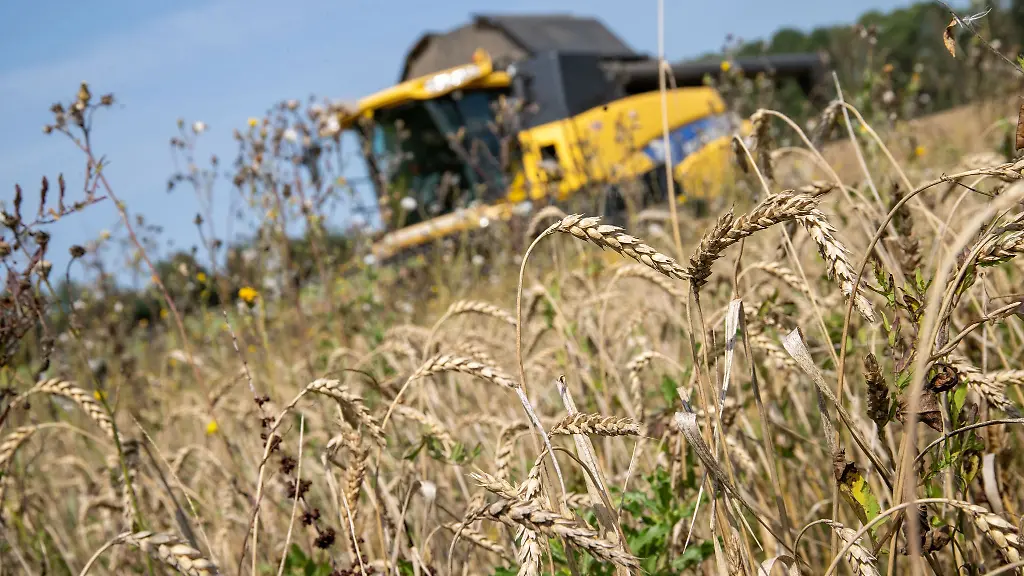 Auf-der-Haelfte-der-Getreidefelder-bauen-die-bayerischen-Landwirte-Winterweizen-an