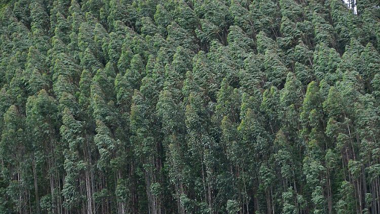 Eukalyptusplantage in Brasilien: In großen Plantagen kommen oft nur eine oder wenige Baumarten vor, häufig schnellwachsende Arten. Das ist ökonomisch günstig, ökologisch eher nicht.