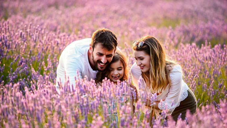 Zur Körperpflege, als Gewürz oder als Insektenschreck: So vielseitig ist der Lavandula angustifolia. 