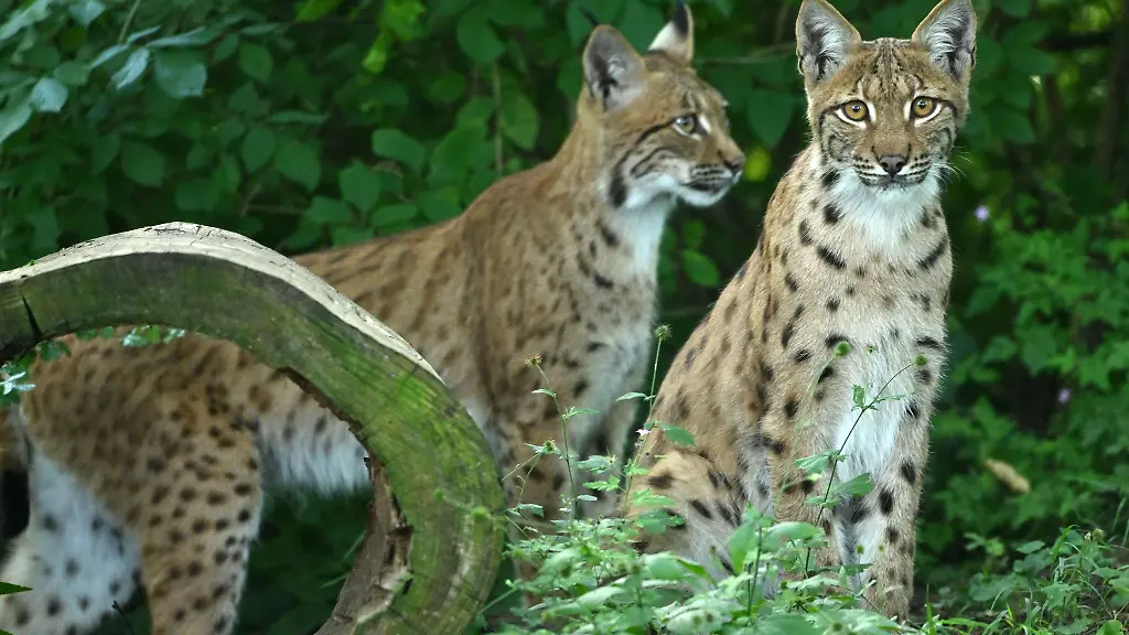 Im-Thueringer-Wald-sind-fuer-ein-Artenschutzprojekt-erneut-Luchse-ausgewildert-worden