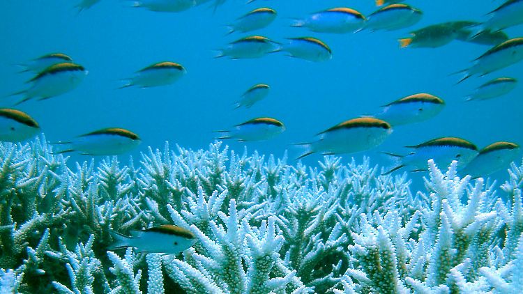 Great Barrier Reef_Korallen_Fische.jpg
