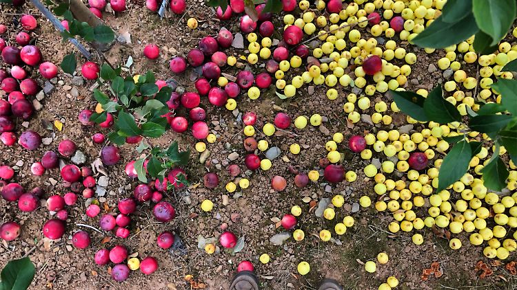 Eindeutiger Größenunterschied: Die gelben Äpfel sind Malus sieversii (der wilde Vorfahre),  die roten Malus domestica (heutige, kultivierte Äpfel). 