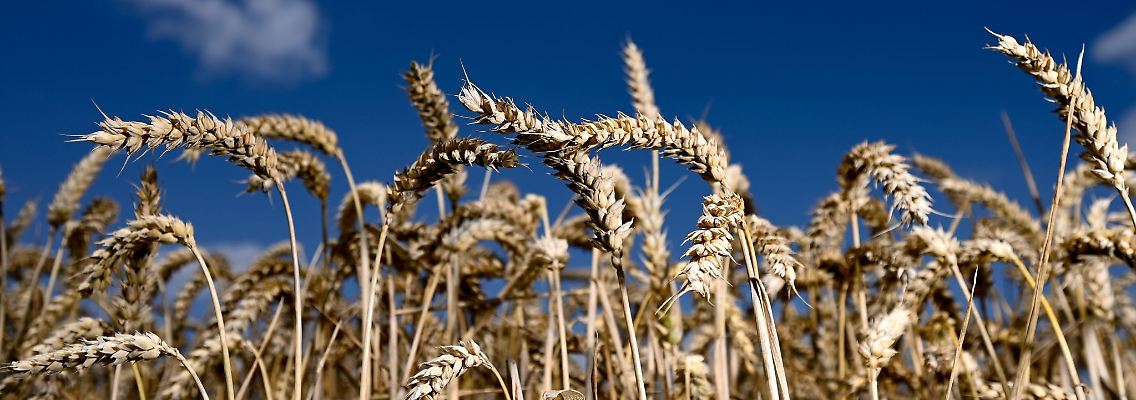 Erntereifer Weizen leuchtet auf einem Getreidefeld.