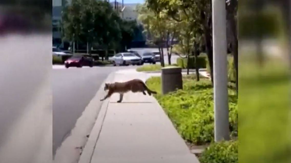 Puma.JPG