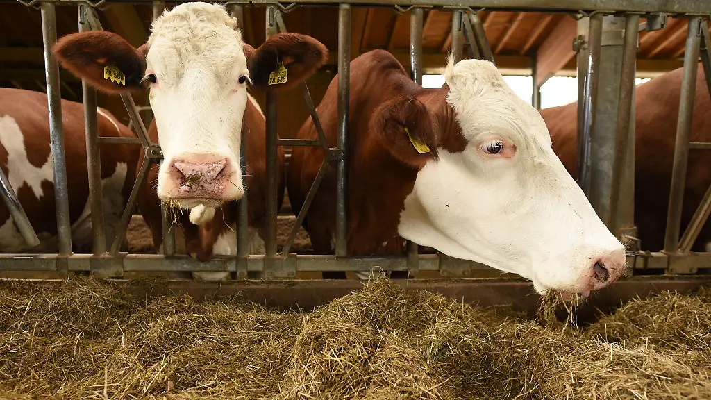 Der-Vogtlandkreis-hat-einen-Verdachtsfall-der-Blauzungenkrankheit-in-einem-Rinderbestand-gemeldet