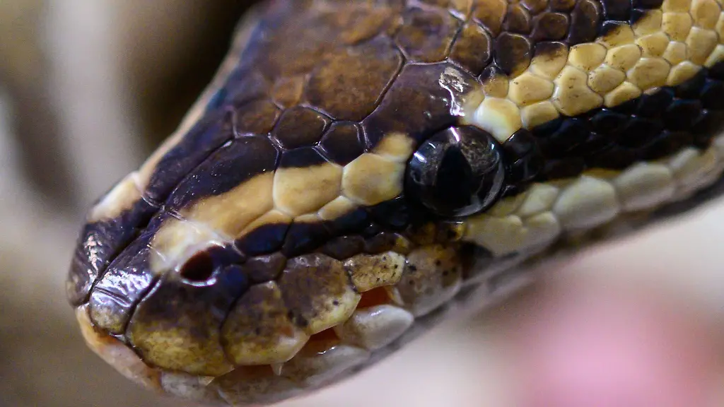 In-einem-Wald-im-Unterallgaeu-fingen-Einsatzkraefte-eine-Koenigspython-ein