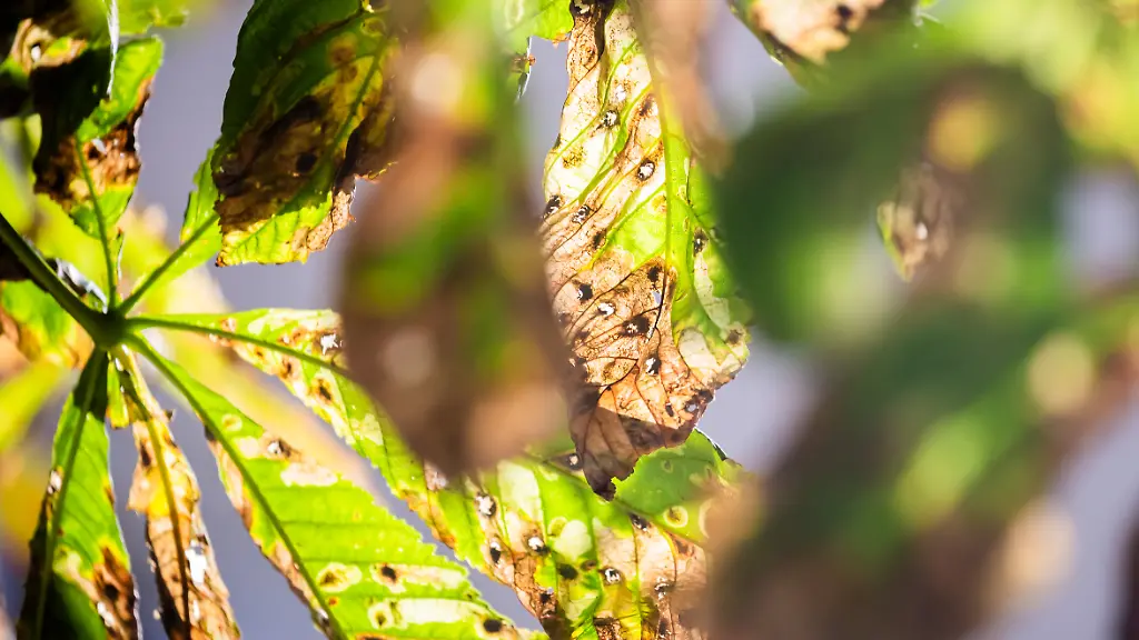 urn-binary-dpa-com-20090101-240826-935-223236-FILED