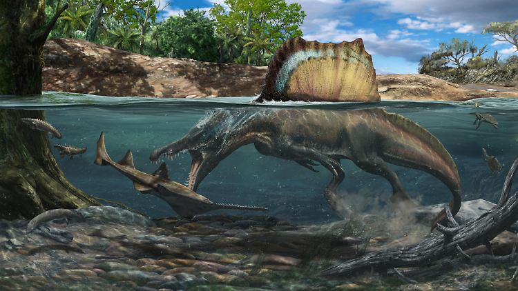Spinosaurus jagt unter Wasser einen großen Onchopristis. Diese Figur ist eine Darstellung des nordafrikanischen Ökosystems, das heute in der Kem Kem-Gruppe in Marokko erhalten ist.