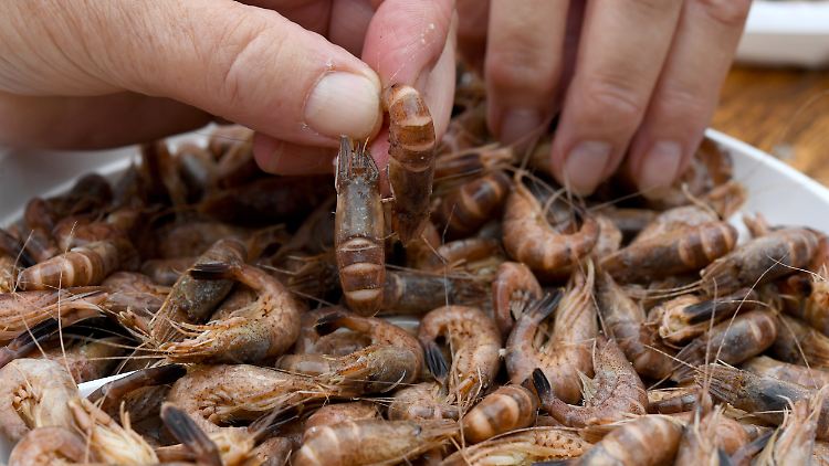 Umwelt- und Verbraucherschützern kritisieren den Krabbentransport nach Marokko.