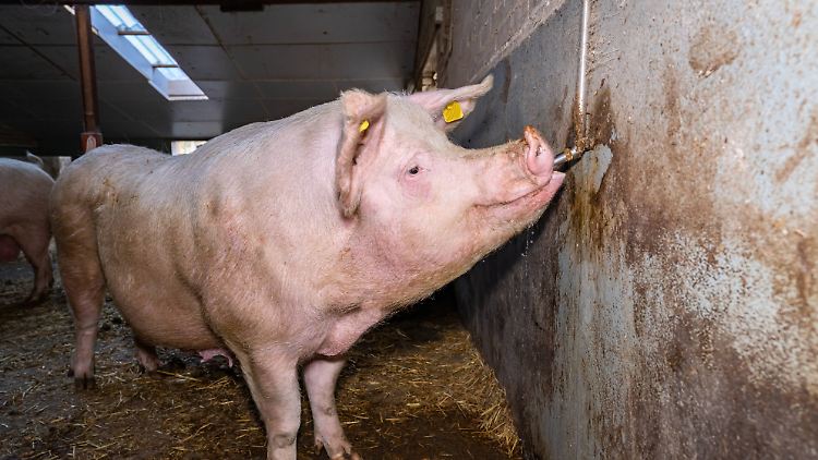 Ein Schwein am Tränkenippel. Viele Tiere in Biohaltung könnten bald von einer Ernährungsumstellung betroffen sein.