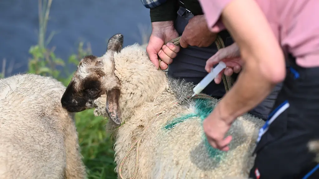 In-MV-meldet-nun-auch-der-Landkreis-Nordwestmecklenburg-erstmals-einen-Fall-von-Blauzungenkrankheit