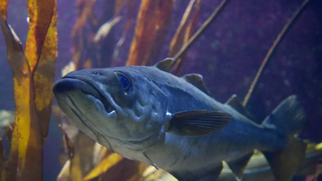 urn-binary-dpa-com-20090101-240823-935-219353-FILED