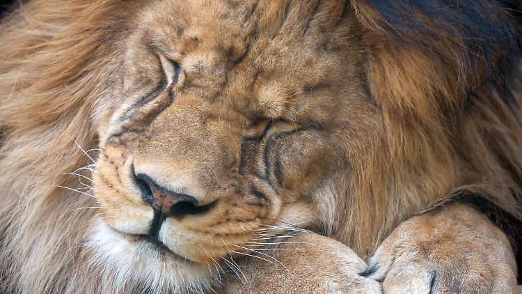 Mit Oxytocin behandelte Tiere ließen Artgenossen wesentlich näher an ihre Spielsachen heran.