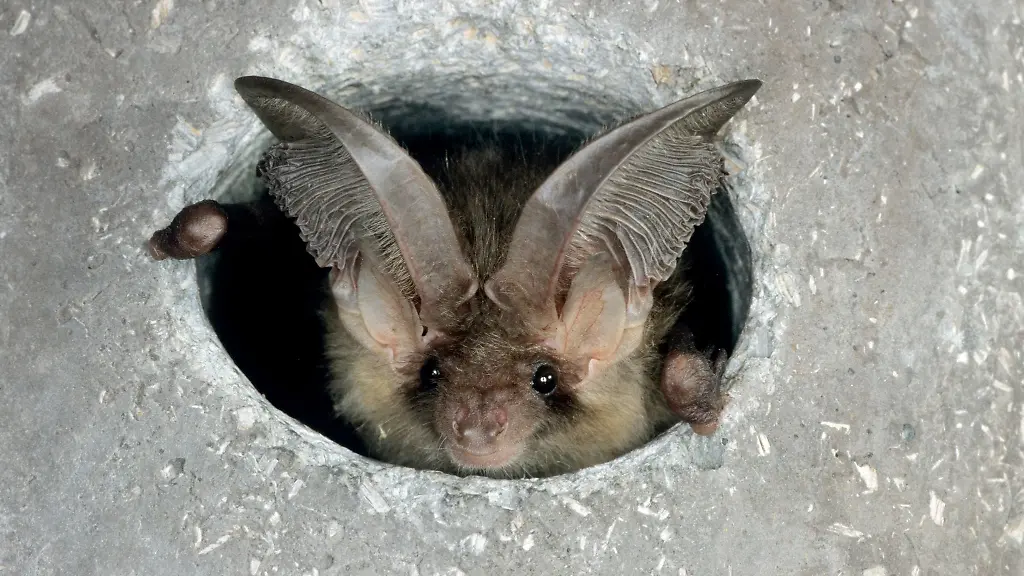 Ueber-Fledermaeuse-gibt-es-viele-Vorurteile-Doch-viele-Arten-sind-gefaehrdet