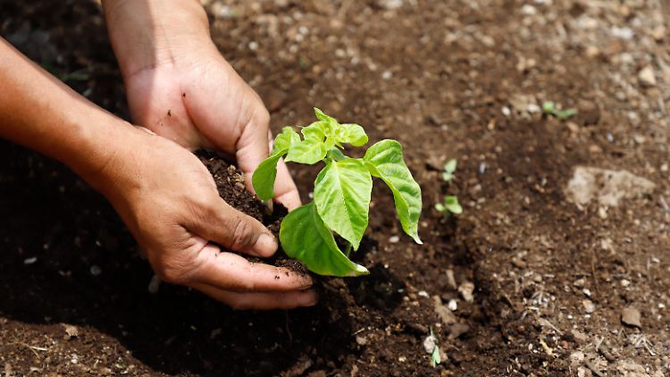 Wiederaufforstungsprojekt: Setzling an einem Planting-Life-Standort in Mexiko.