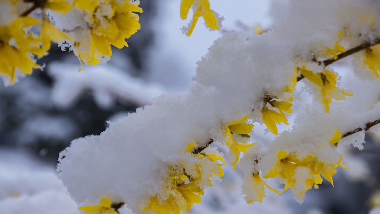 Schnee mitten im Frühling - nach einem warmen und sonnigen März kommt das ziemlich überraschend.