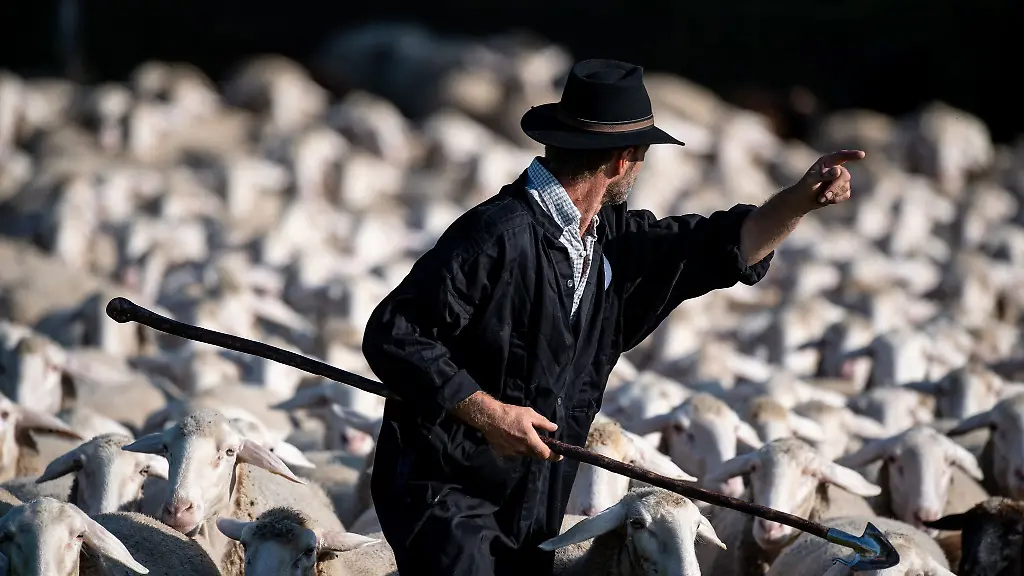 Beim-Leistungshueten-des-Markgroeninger-Schaeferlaufs-muessen-die-Teilnehmer-mit-ihren-Huetehunden-eine-Schafherde-durch-eine-Art-Parcours-lotsen-Normalerweise-Denn-in-diesem-Jahr-findet-das-Leistungshueten-wegen-einer-Tierseuche-nicht-statt