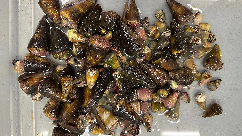 urn-binary-dpa-com-20090101-240820-99-158115-FILED