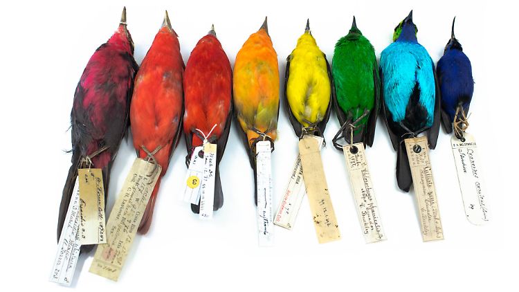 Farbenfrohe Vögel aus der Familie der Tangaren; sie gehören zu den Sperlingsvögeln.