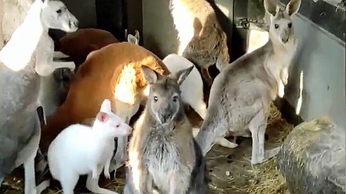 tiere.jpg