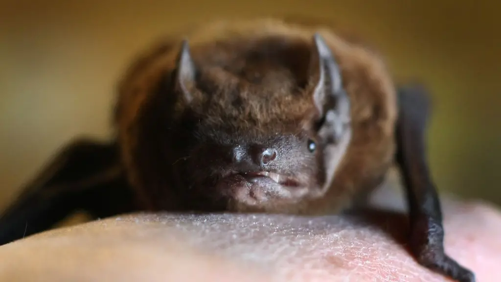 Anfang-August-werden-viele-junge-Fledermaeuse-fluegge-und-verirren-sich-schon-einmal-in-Wohnungen-Der-Umweltverband-Nabu-Hessen-beraet-zum-richtigen-Umgang-mit-den-faszinierenden-Flugkuenstlern