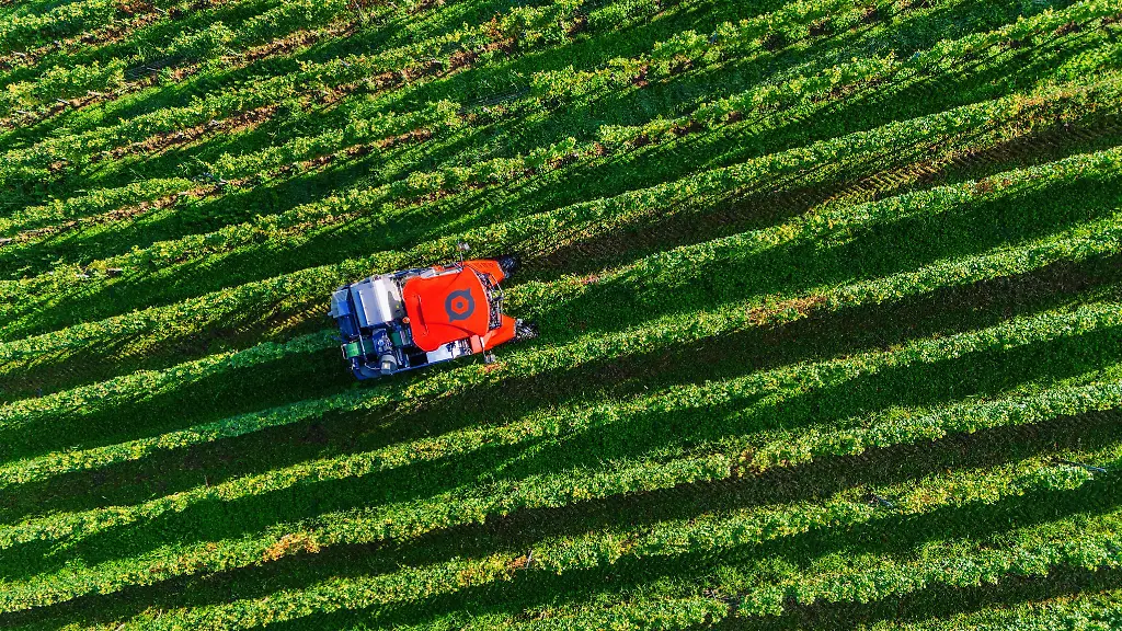 Schnurgerade-waechst-der-Wein
