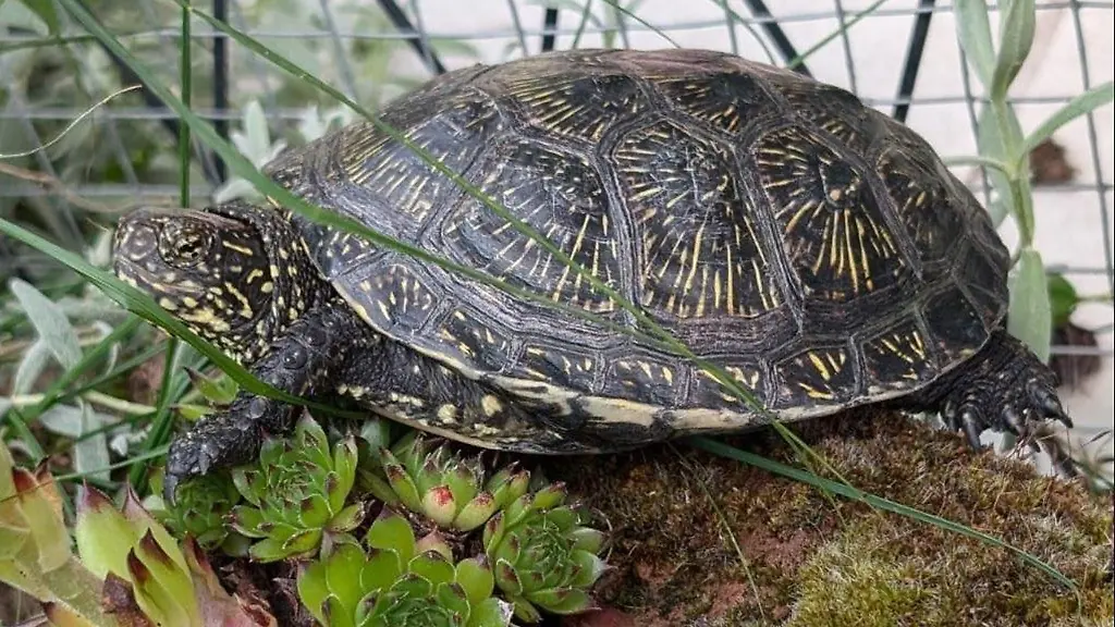 Schildkroete-Plitsch-wurde-nach-sechs-Tagen-zu-ihrer-Besitzerin-zurueckgebracht-zu-deren-grosser-Freude