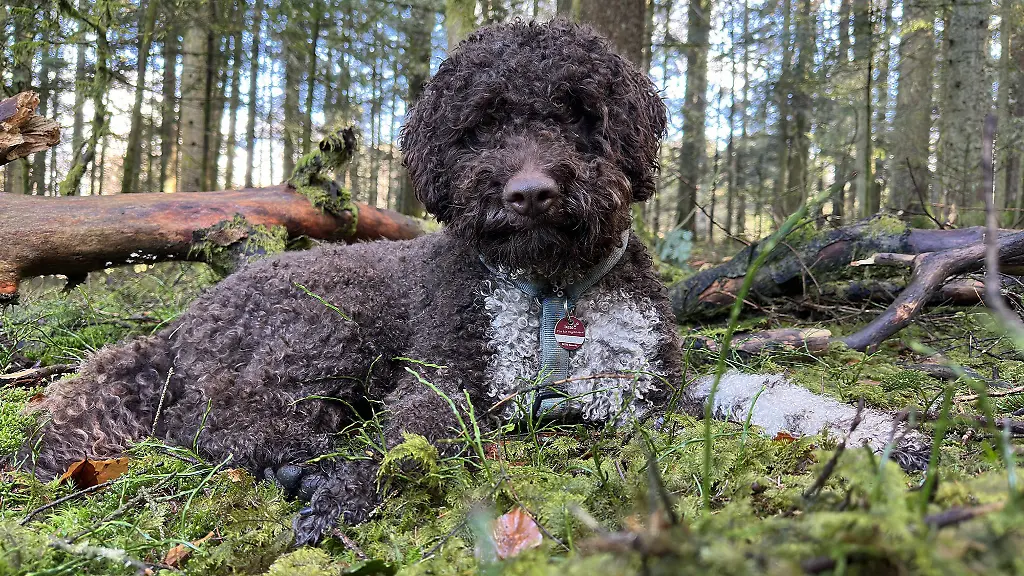 Leo-erschnueffelte-im-Nationalpark-unter-einer-alten-Buche-einen-Kupferroten-Schleimtrueffel