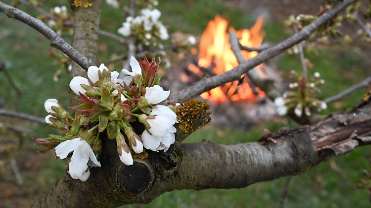 Feuer in einer Obstplantage, um die Kirschblüte vor der Kälte zu schützen: Durch die frühere Blüte steigt die Gefahr, das sie doch noch spätem Frost ausgesetzt ist.