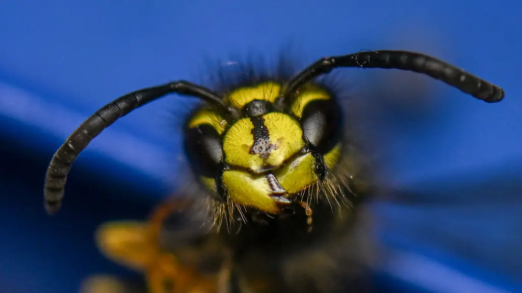 Die-Wespen-machen-sich-in-diesem-Sommer-rar