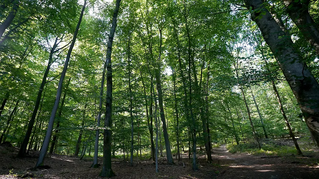 Ein-Mann-ist-bei-Waldarbeiten-in-Oberbayern-ums-Leben-gekommen