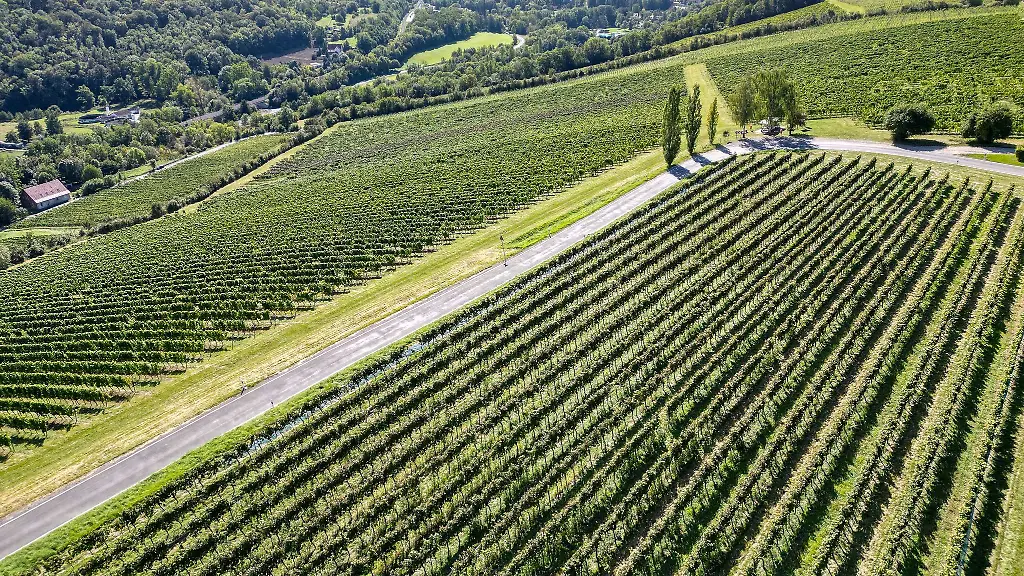 Etwa-130-Hektar-Rebflaechen-zaehlen-in-Thueringen-zum-geschuetzten-Weinanbaugebiet-Saale-Unstrut
