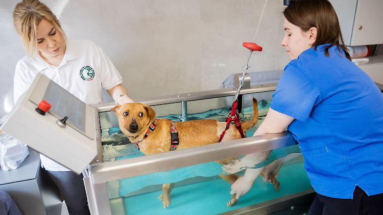 Vira, die angeschossene Hündin, wird durch Wassertherapie wieder fit gemacht. 
