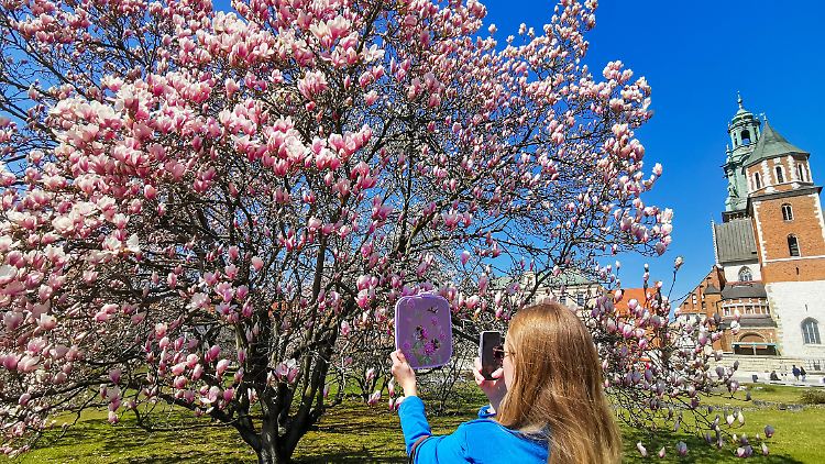 Magnolienblüte auf der Burg Wawel in Krakau.