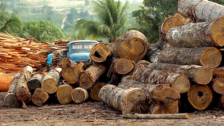 Vor allem beim Anbau von Palmöl, Soja und Kakao wird häufig radikal abgeholzt.