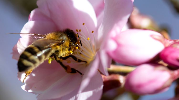 Eine Biene sammelt bei Sonnenschein Pollen in einer Kirschblüte.