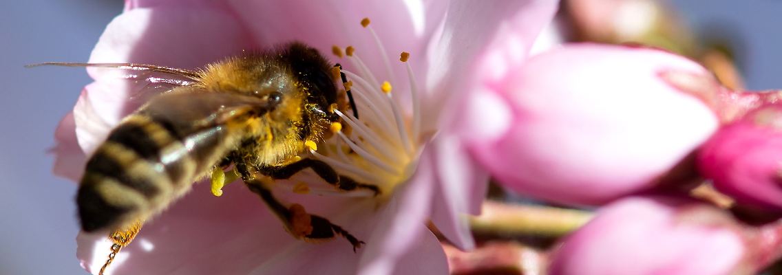 Eine Biene sammelt bei Sonnenschein Pollen in einer Kirschblüte.
