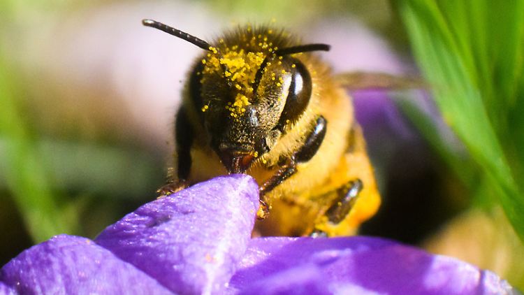 Bienen haben einen Flugradius von zwei bis vier Kilometern. Gibt es innerhalb dieses Radius eine bestimmte vorherrschende Blütensorte zum Sammeln, kommt es zu einem Sortenhonig.