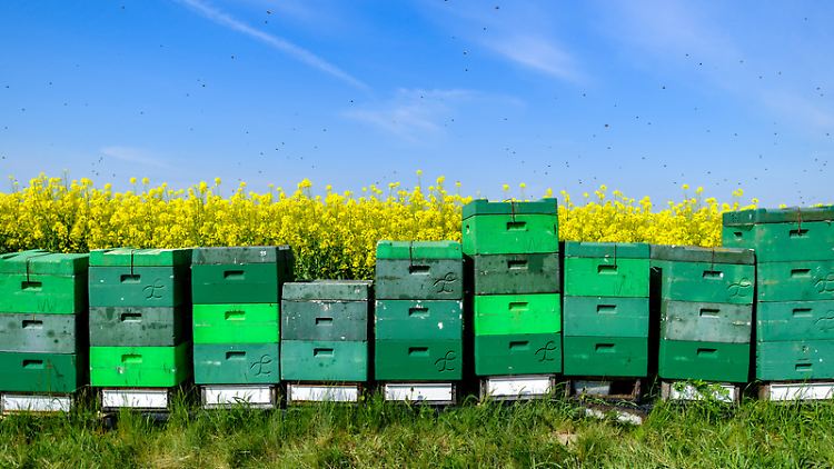 "Wohnt" der Bienenstaat direkt am Rapsfeld, machen Bienen schnell die gute Quelle aus und bleiben ihrem Einzugsgebiet treu.