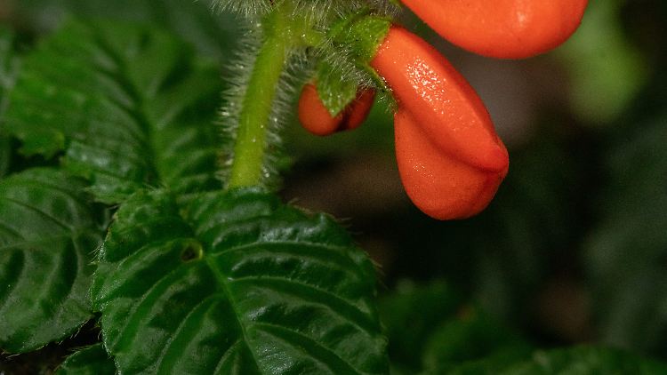 Totgesagte leben länger: Gasteranthus extinctus heißt diese Pflanze mit orangefarbener Blüte.  