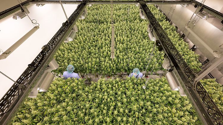 Cannabispflanzen wachsen in einem Blüteraum des Pharmaunternehmens Demecan. 