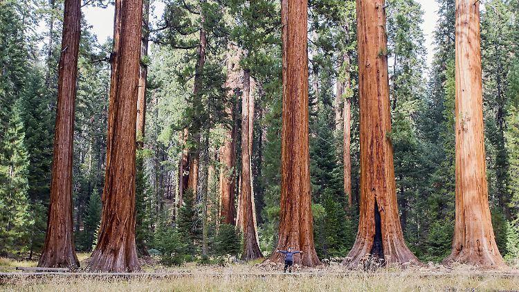 Eine Frau vor Küstenmammutbäumen im Sequoia National Park in Kalifornien.