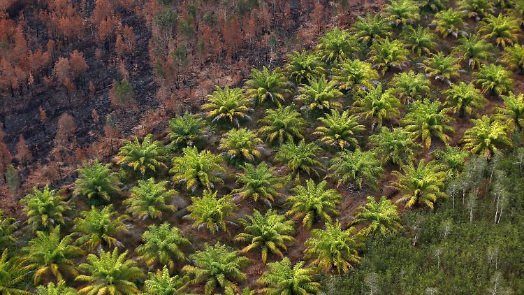 Indonesien zählt zu den weltweit größten Palmöl-Exporteuren der Welt.