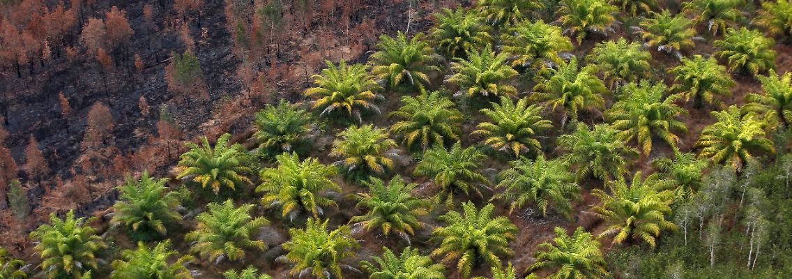 2021-04-21T090742Z_976276101_RC290N9282BS_RTRMADP_3_INDONESIA-PALMOIL.JPG