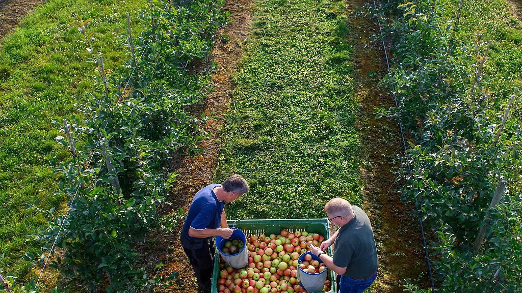 Die-Obst-und-Weinbauern-rechnen-mit-enormen-Ernteeinbussen